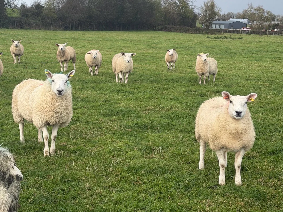 Ewe Lambs - Image 3
