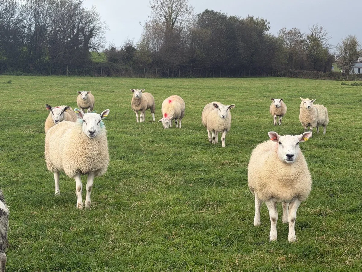 Ewe Lambs - Image 4