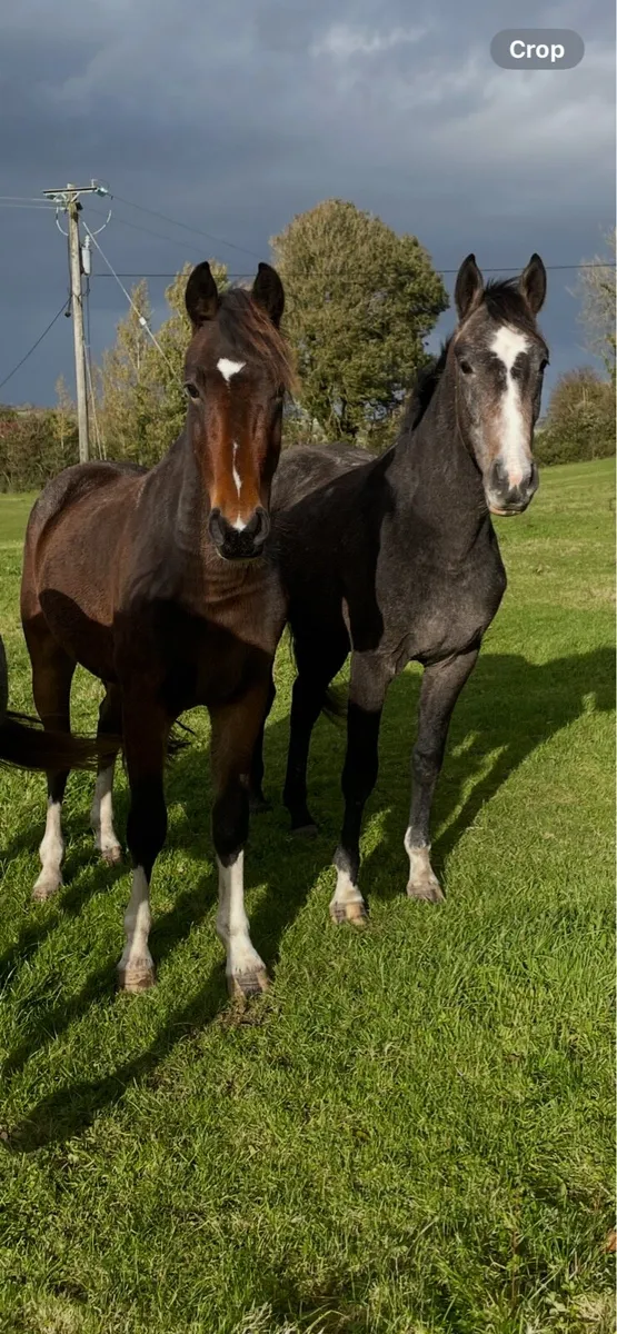 Two 2 yr old geldings - Image 1