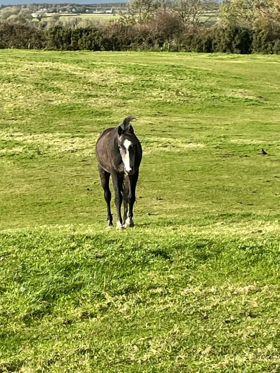 Two 2 yr old geldings - Image 2