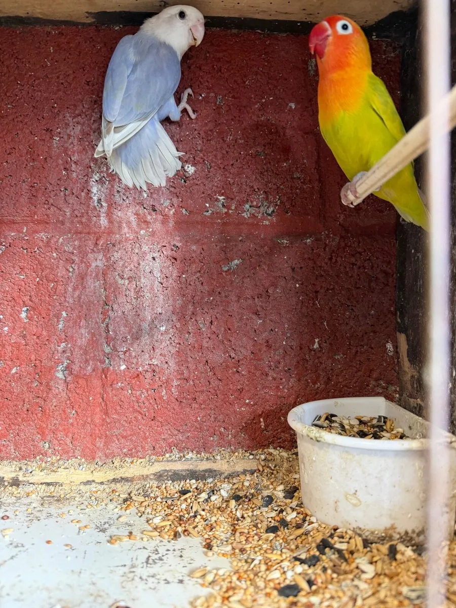 Birds - Image 1