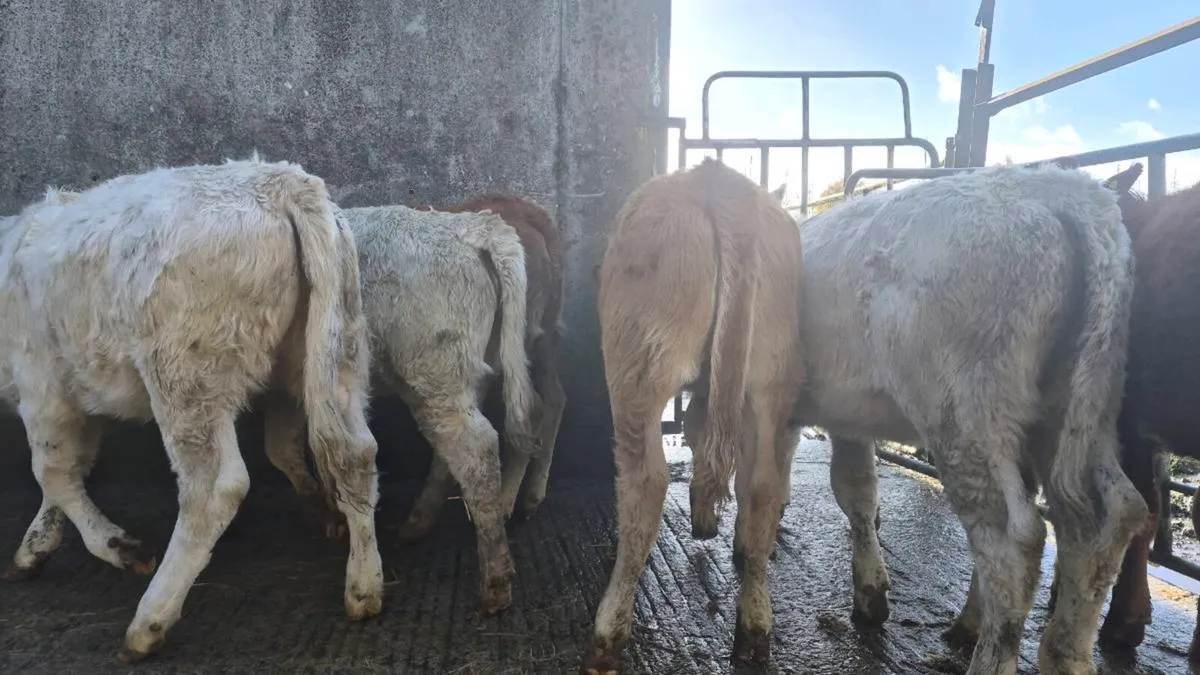 7 suckler bred heifers - Image 3