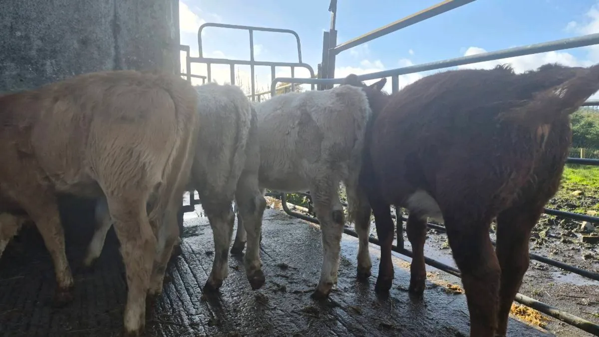 7 suckler bred heifers - Image 4