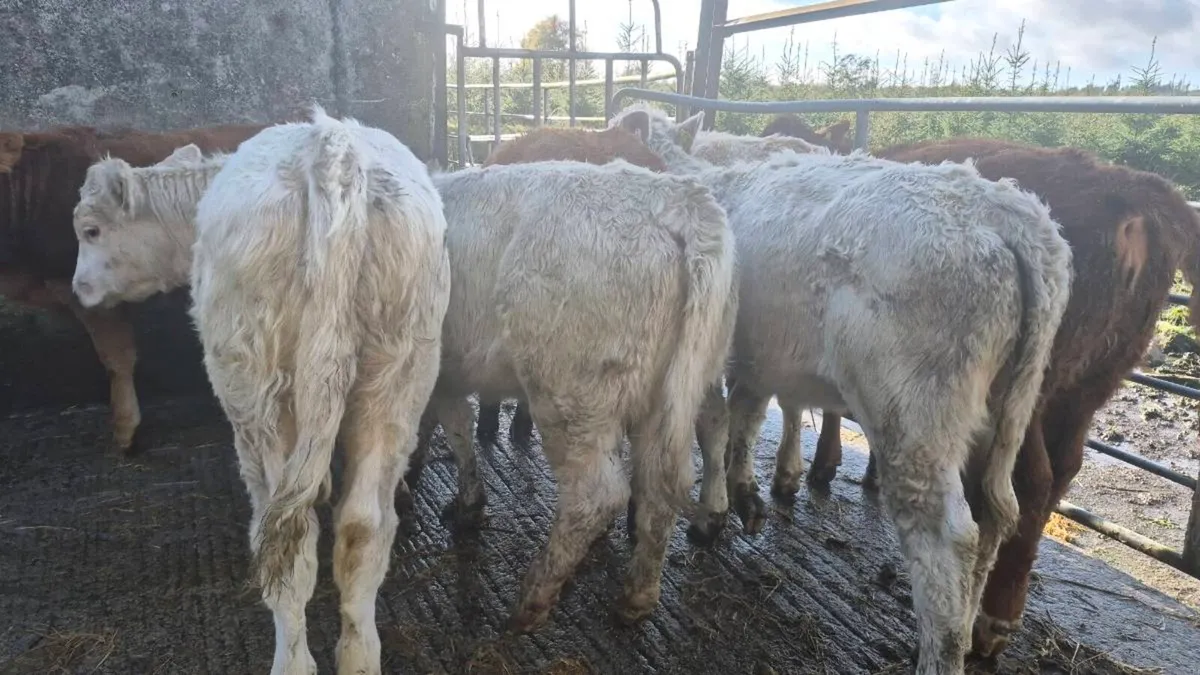 7 suckler bred heifers - Image 1