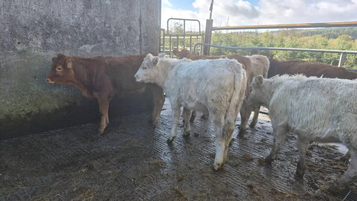7 suckler bred heifers - Image 2