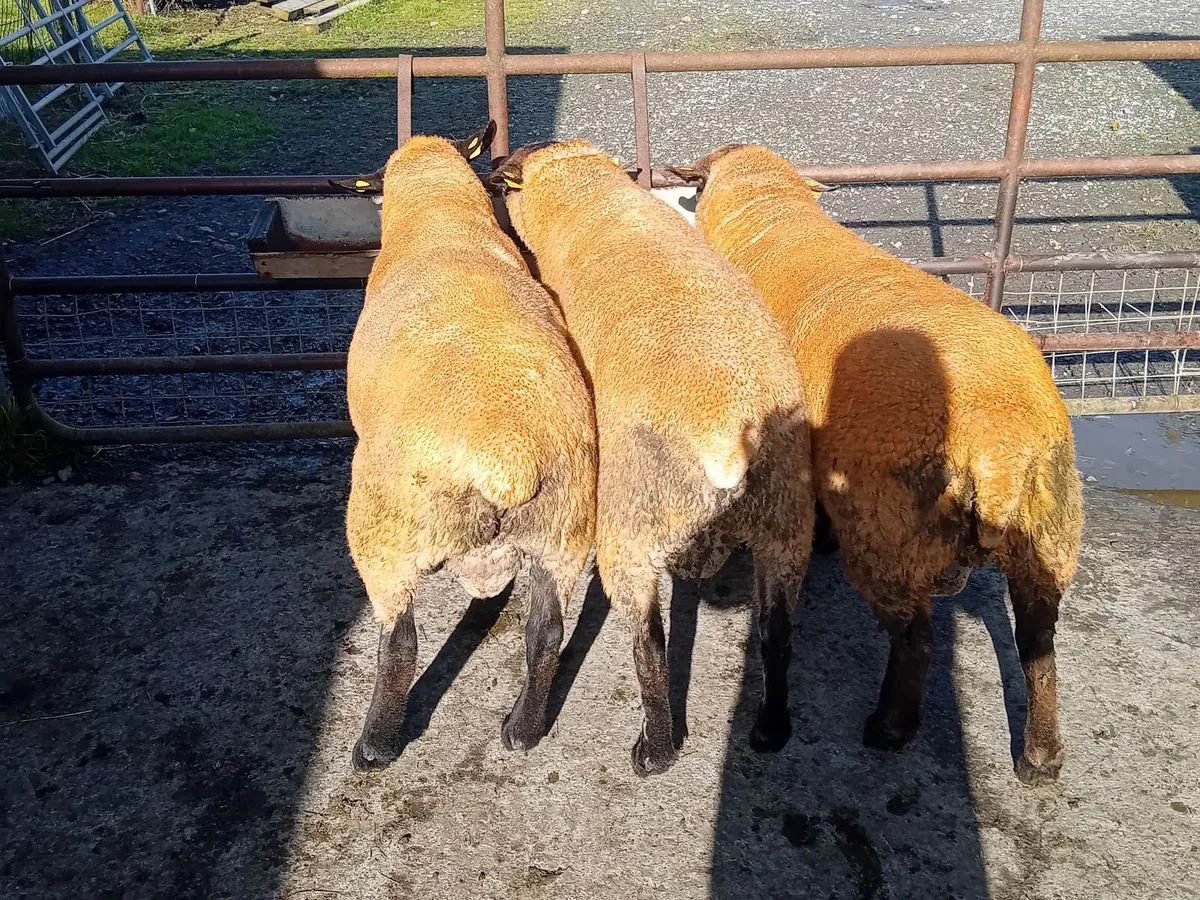 Sufftex and Texel rams - Image 1