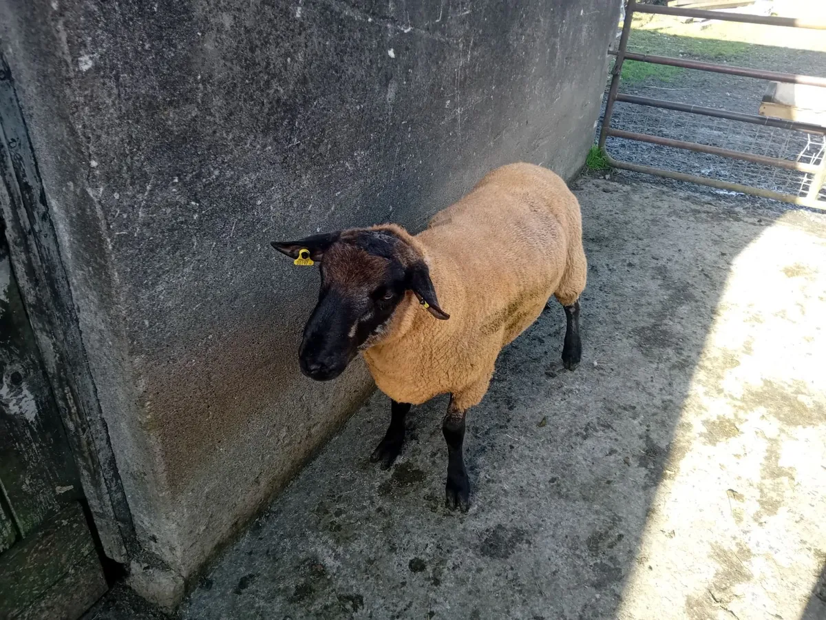 Sufftex and Texel rams - Image 2