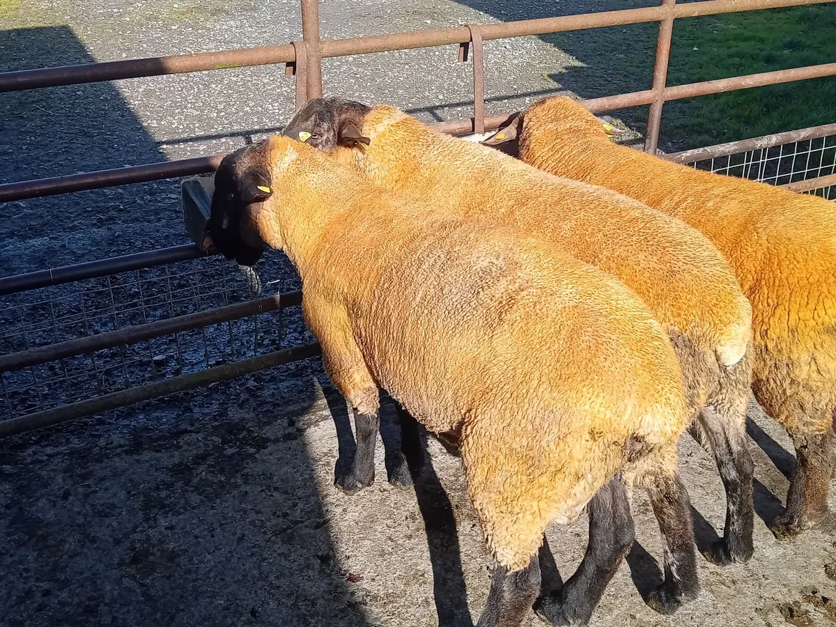 Sufftex and Texel rams - Image 3