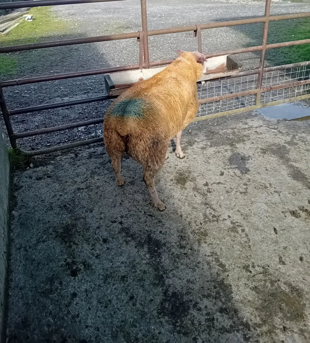 Sufftex and Texel rams - Image 4