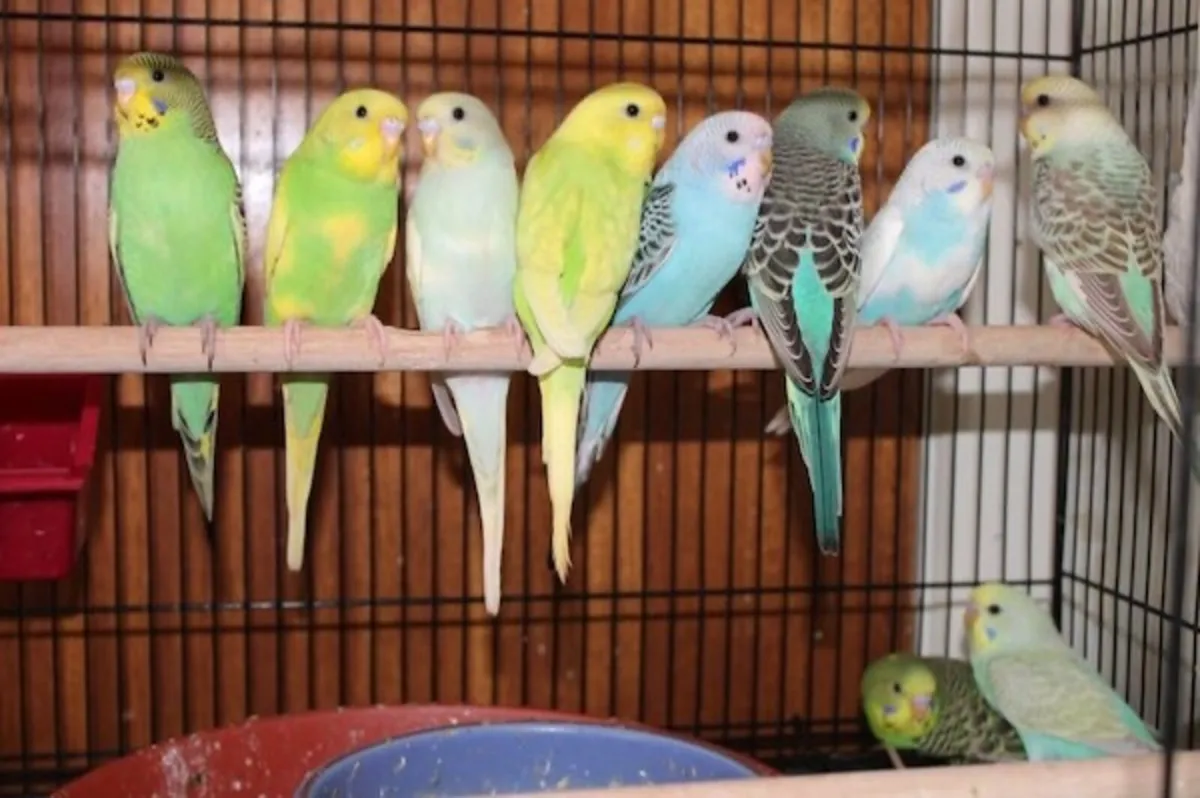 Birds - Image 3