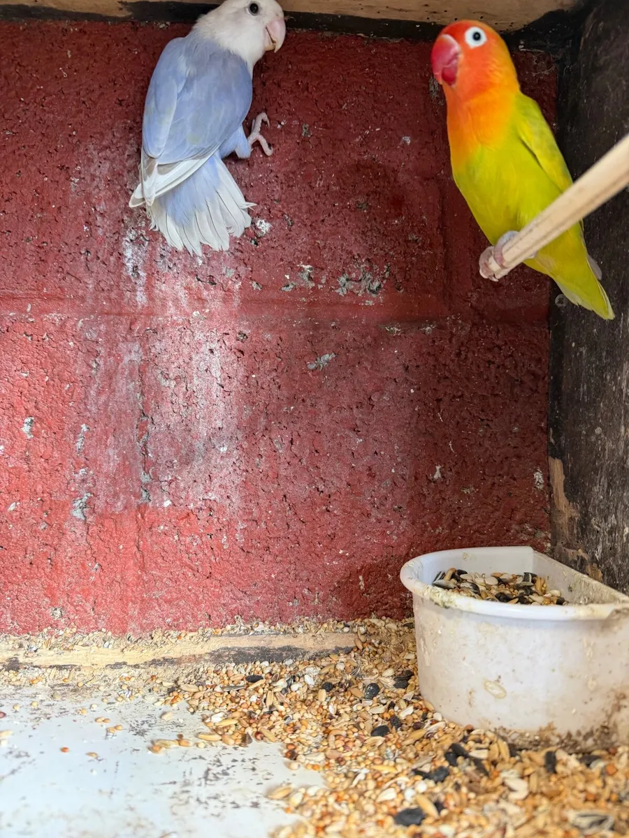 Birds - Image 4