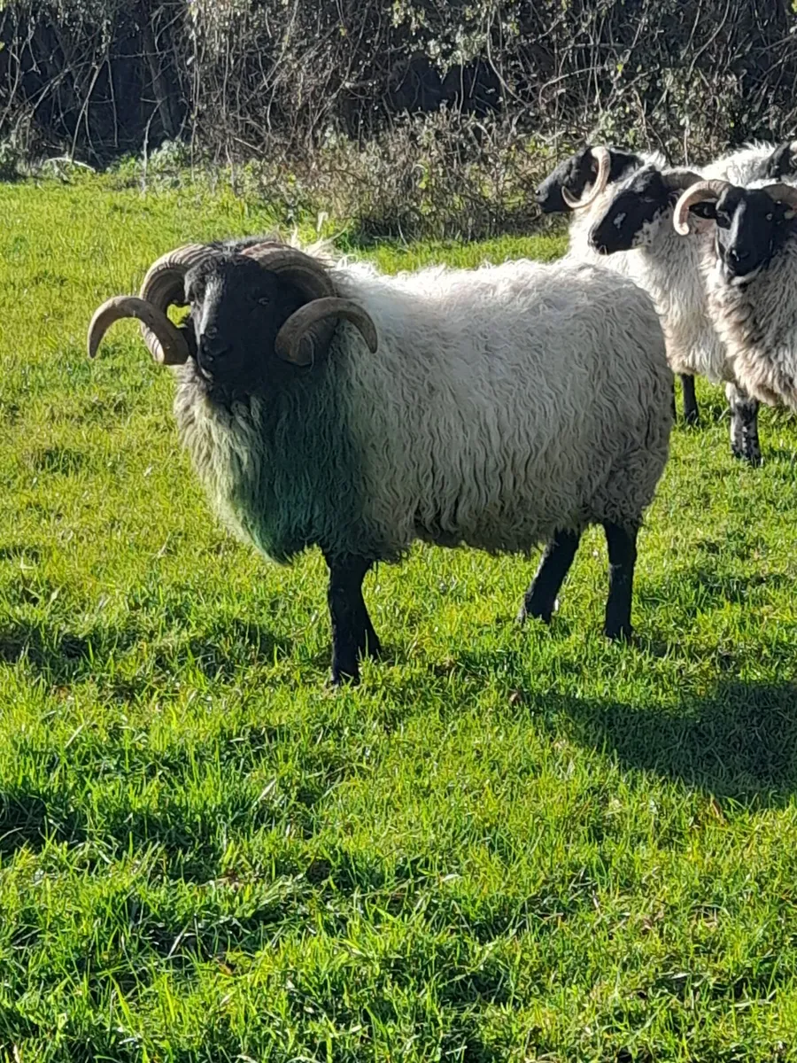 Mountain hogget ram - Image 1