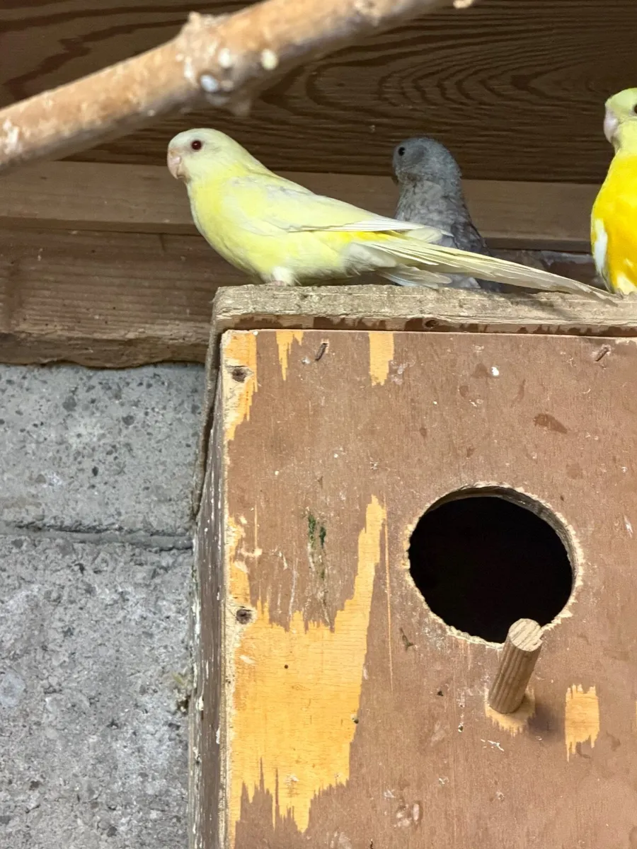 Birds - Image 2