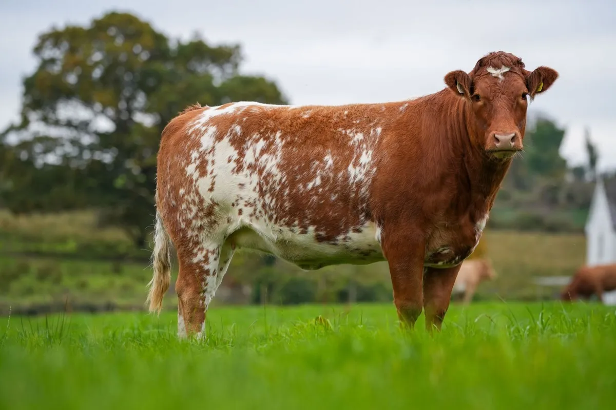 ⭐️CRAWFORD BROS ANNUAL INCALF HEIFER SALE 2026 ⭐️ - Image 1