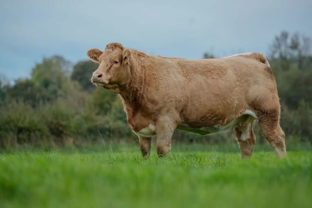 ⭐️CRAWFORD BROS ANNUAL INCALF HEIFER SALE 2026 ⭐️ - Image 3
