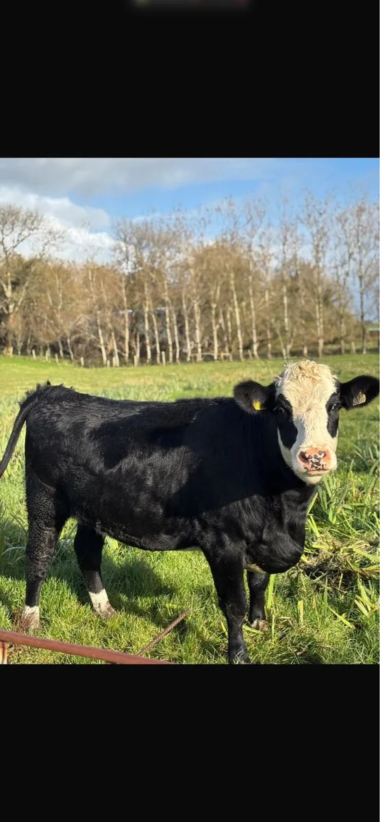 ⭐️In-Calf Hereford Heifers⭐️ - Image 1