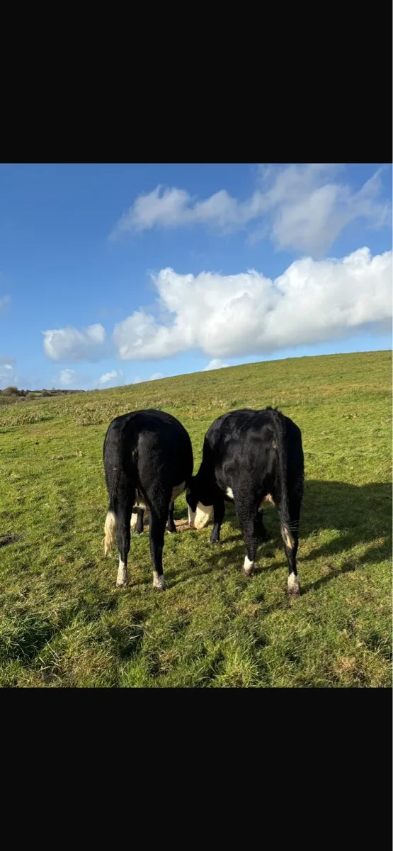 ⭐️In-Calf Hereford Heifers⭐️ - Image 2