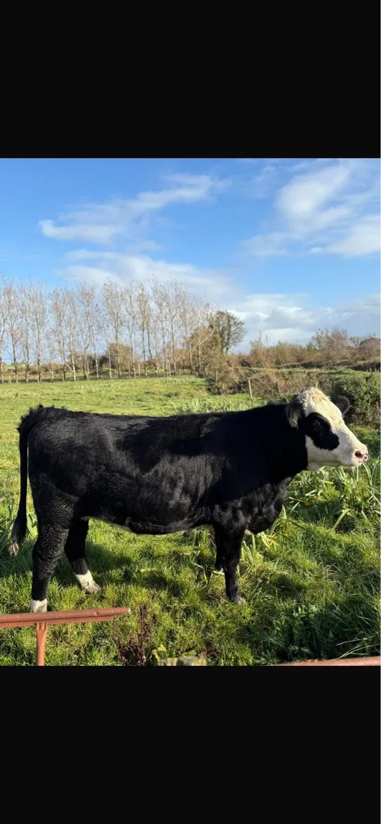 ⭐️In-Calf Hereford Heifers⭐️ - Image 3