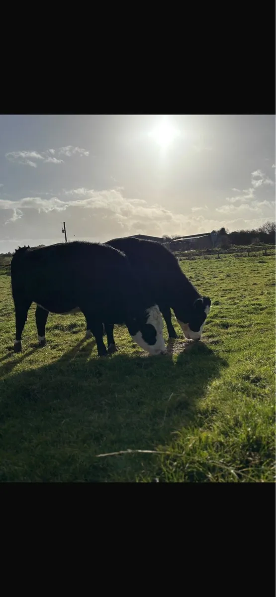 ⭐️In-Calf Hereford Heifers⭐️ - Image 4