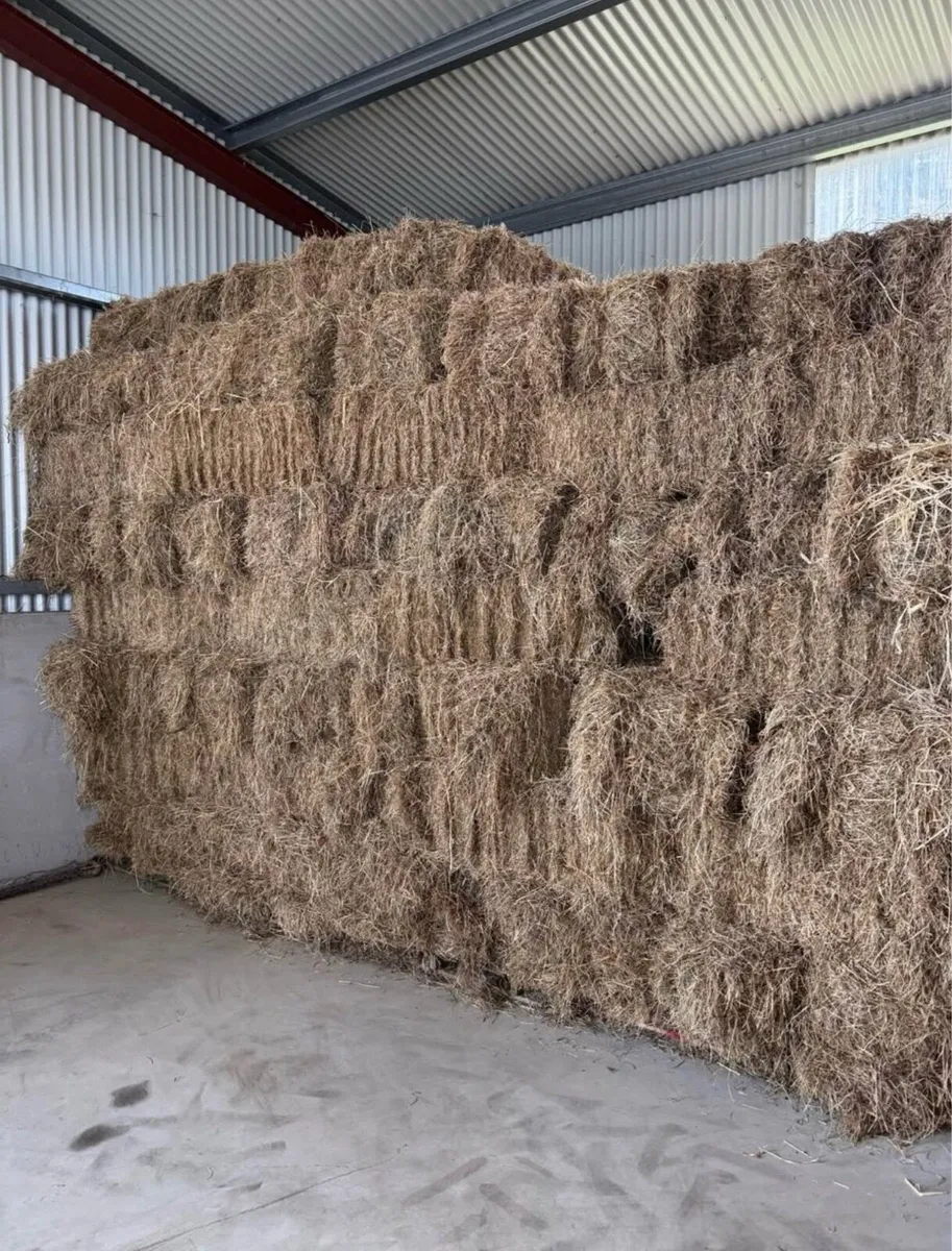 Hay Small Square bales - Image 1