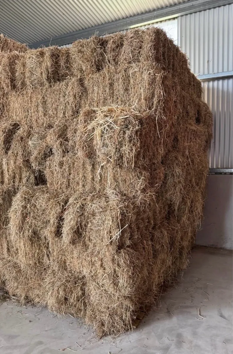 Hay Small Square bales - Image 2