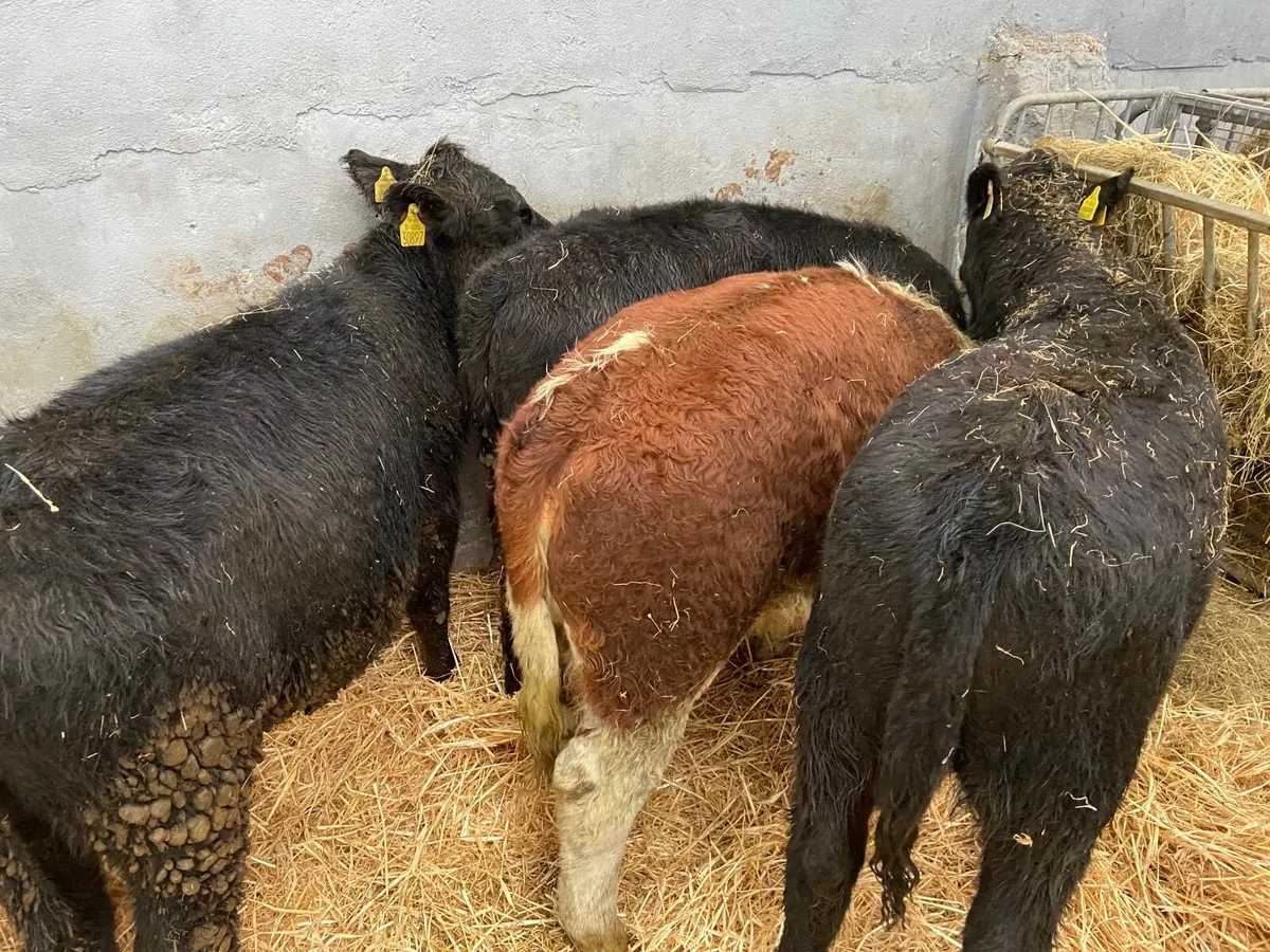 HEIFER WEANLINGS - Image 1