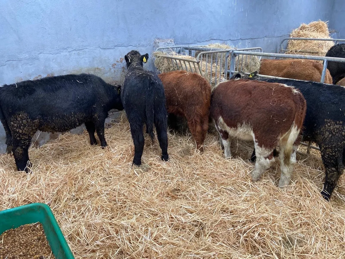 HEIFER WEANLINGS - Image 3