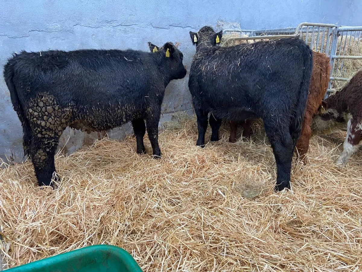 HEIFER WEANLINGS - Image 4