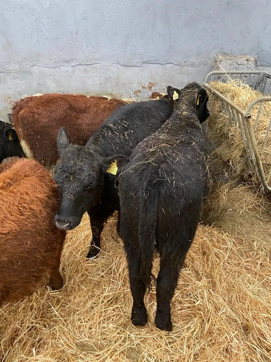 HEIFER WEANLINGS - Image 2