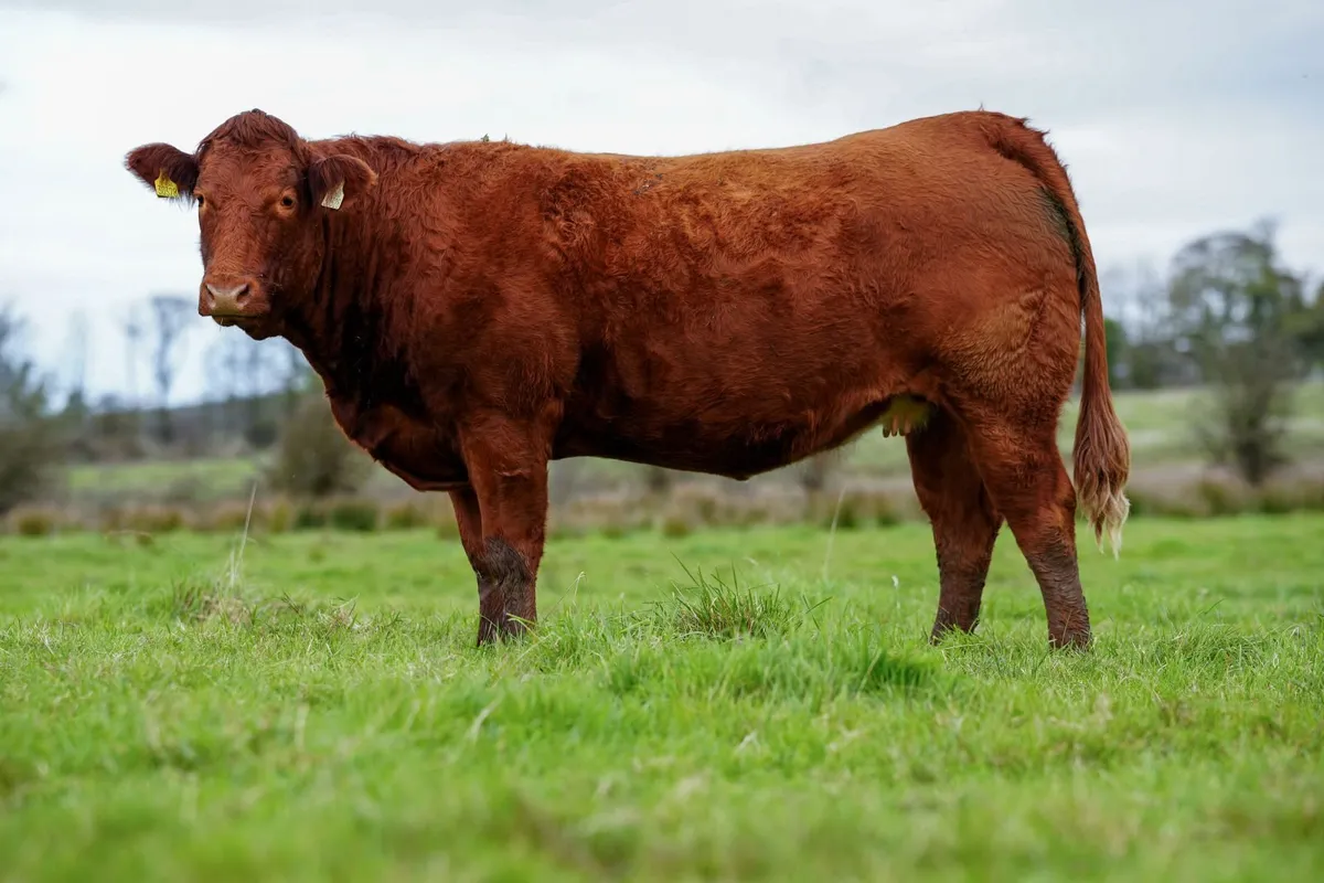 ⭐️CRAWFORD BROS ANNUAL INCALF HEIFER SALE 2026 ⭐️ - Image 4