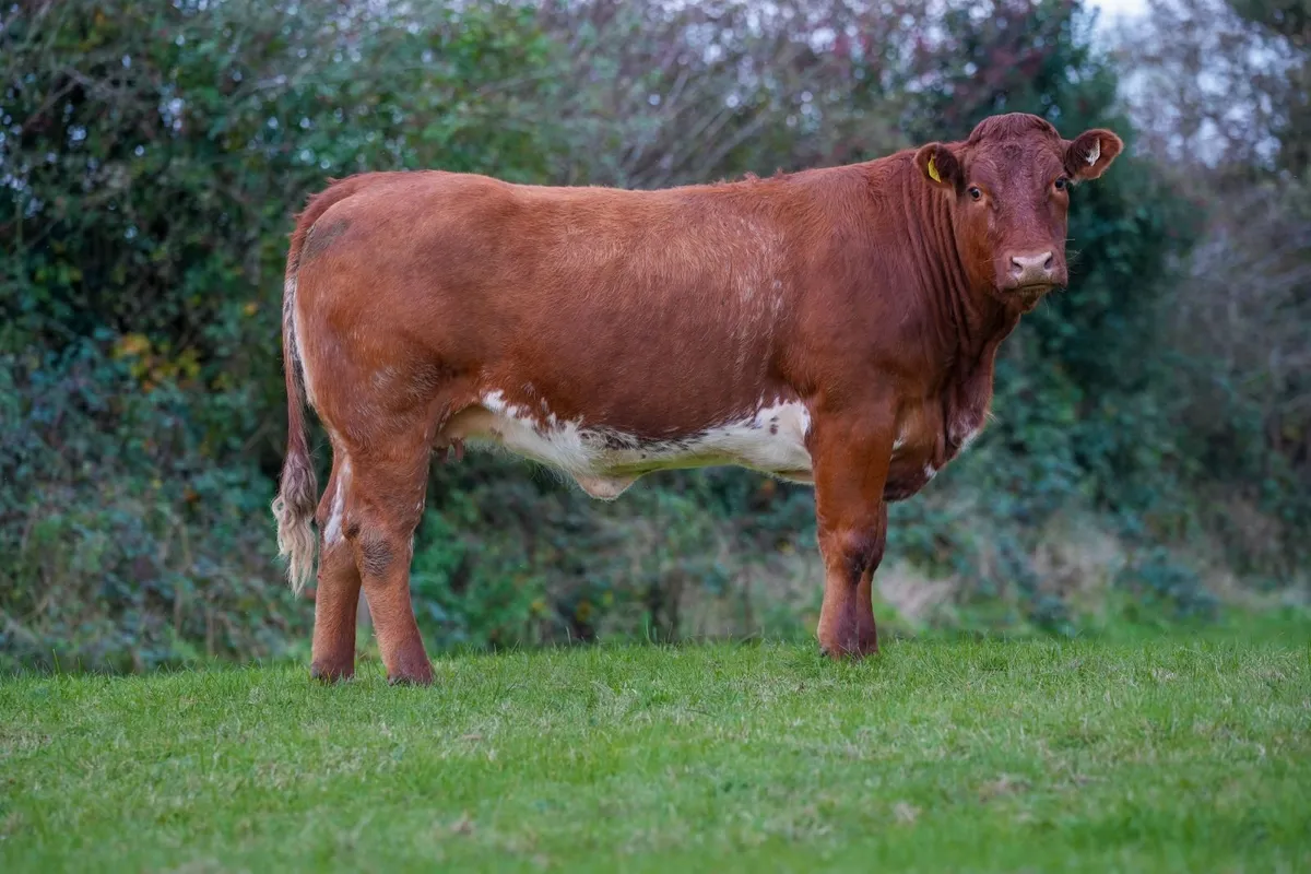 ⭐️CRAWFORD BROS ANNUAL INCALF HEIFER SALE 2026 ⭐️ - Image 2