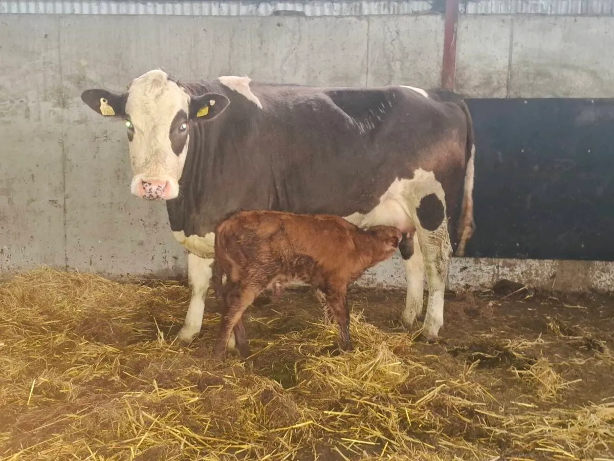 2 freshly calved first calver, bull calves at foot - Image 1