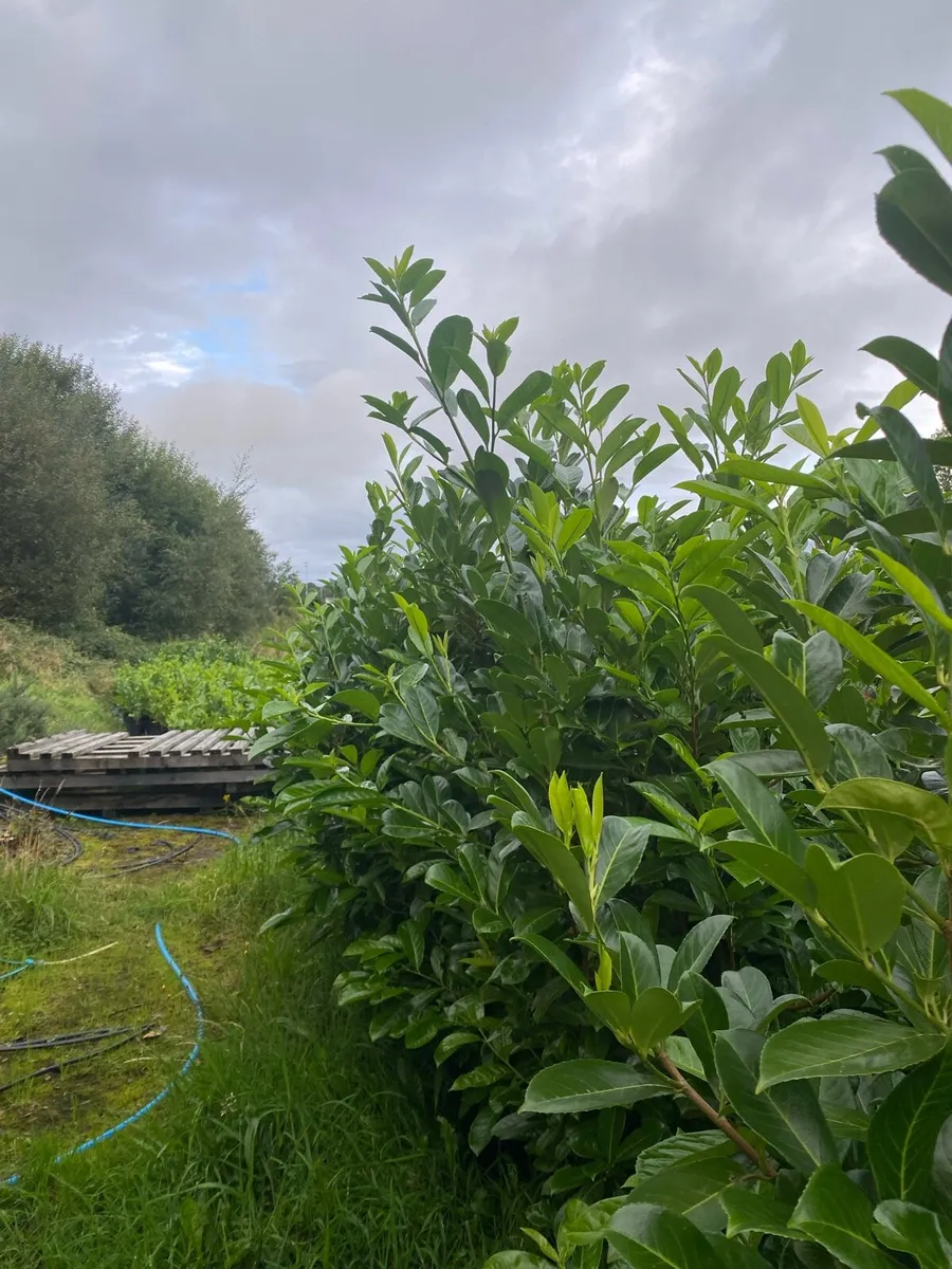 MATURE LAUREL (7-8ft) - Image 4