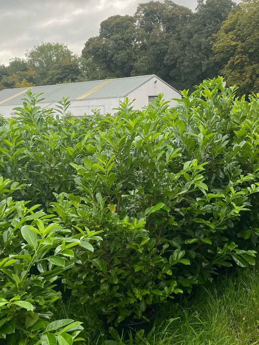 MATURE LAUREL (7-8ft) - Image 1