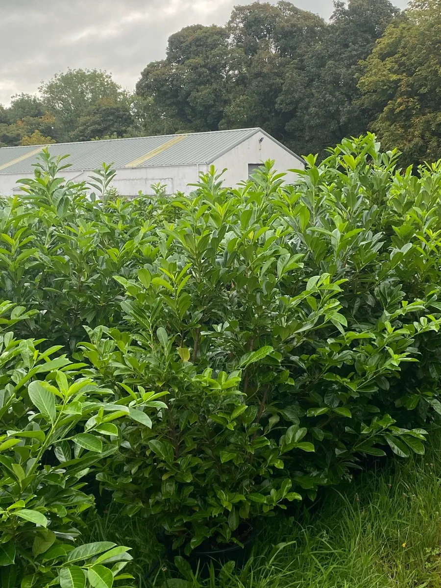 MATURE LAUREL (7-8ft) - Image 2