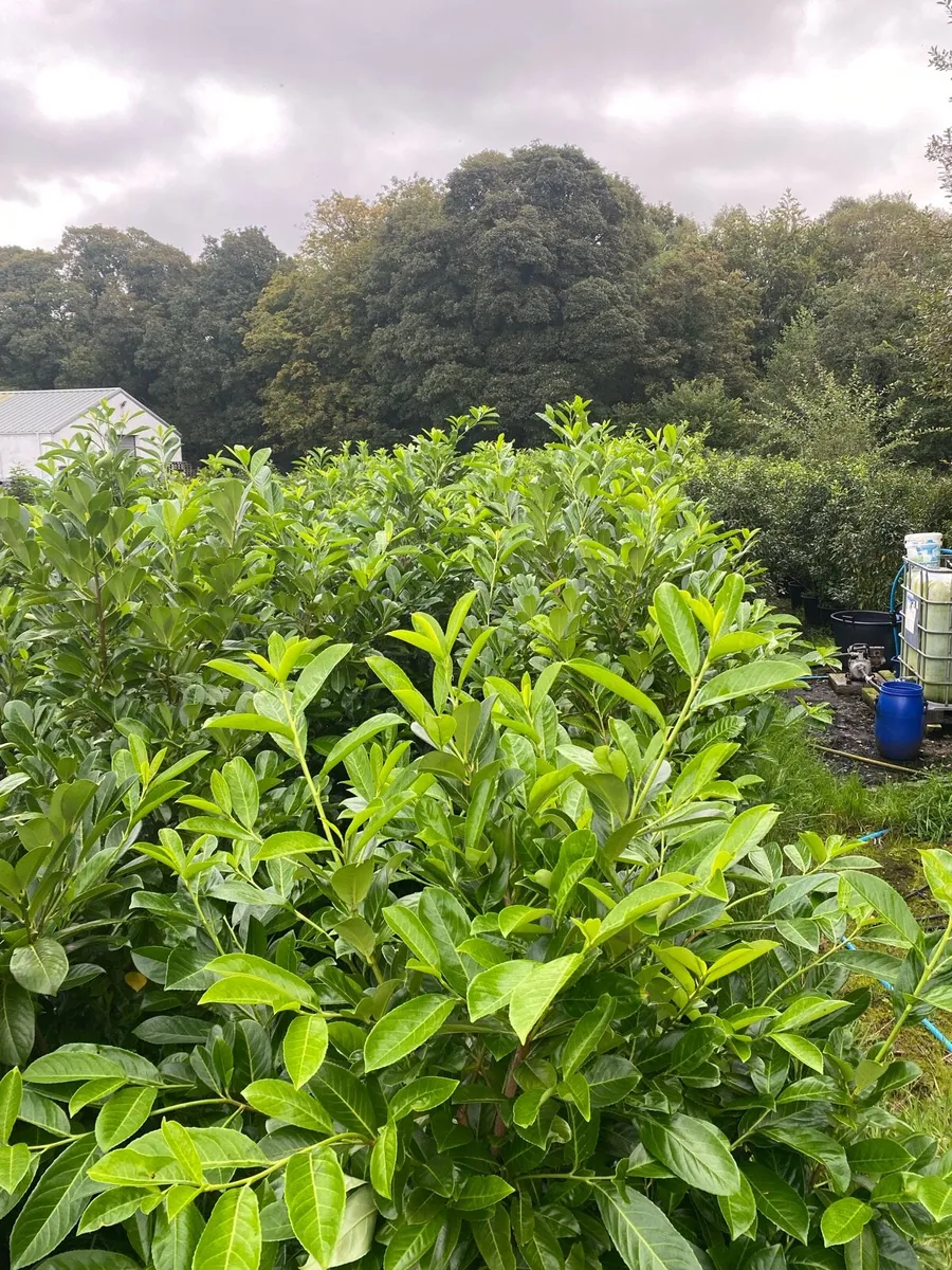 MATURE LAUREL (7-8ft) - Image 3