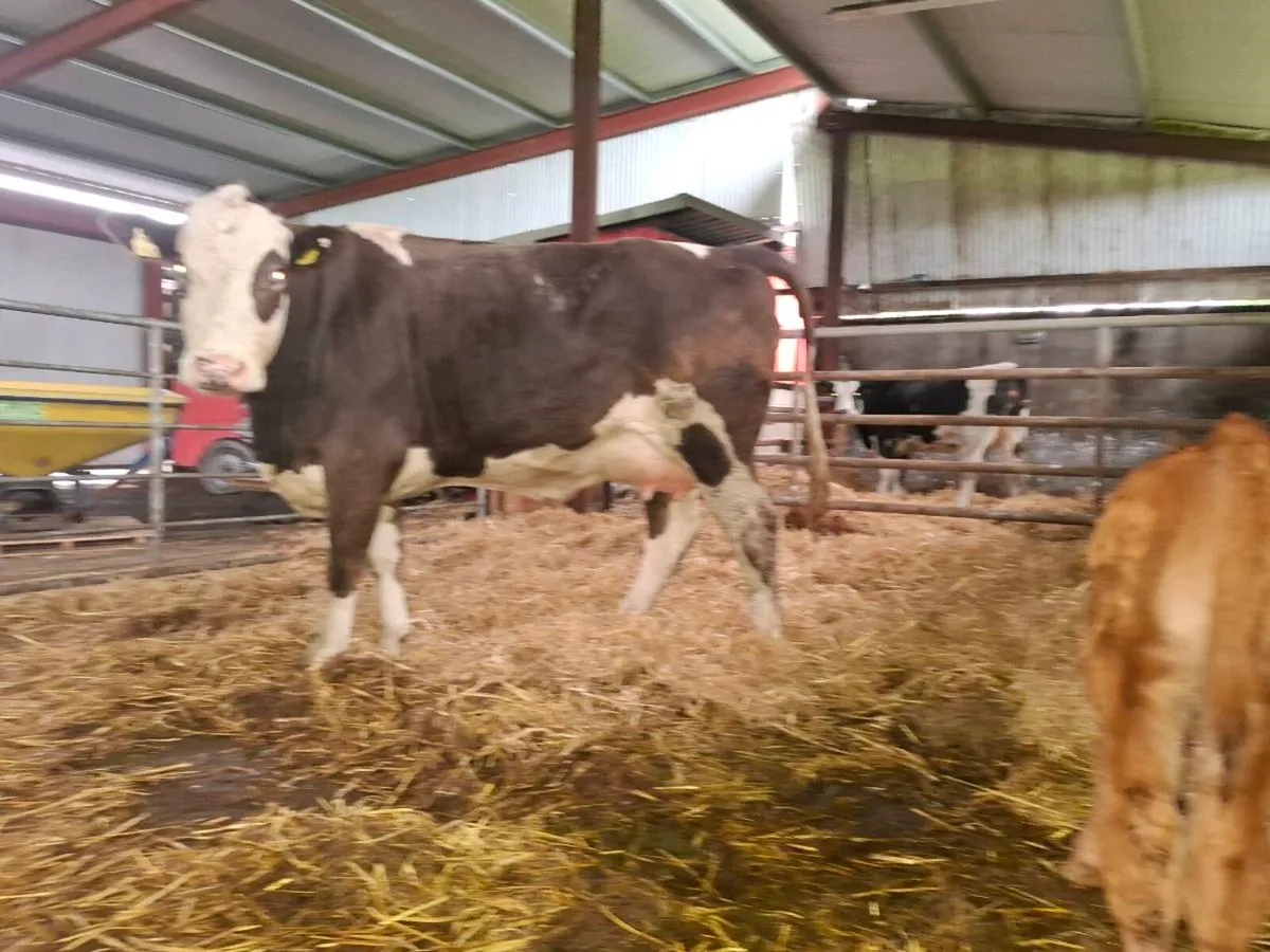 2 freshly calved first calver, bull calves at foot - Image 2