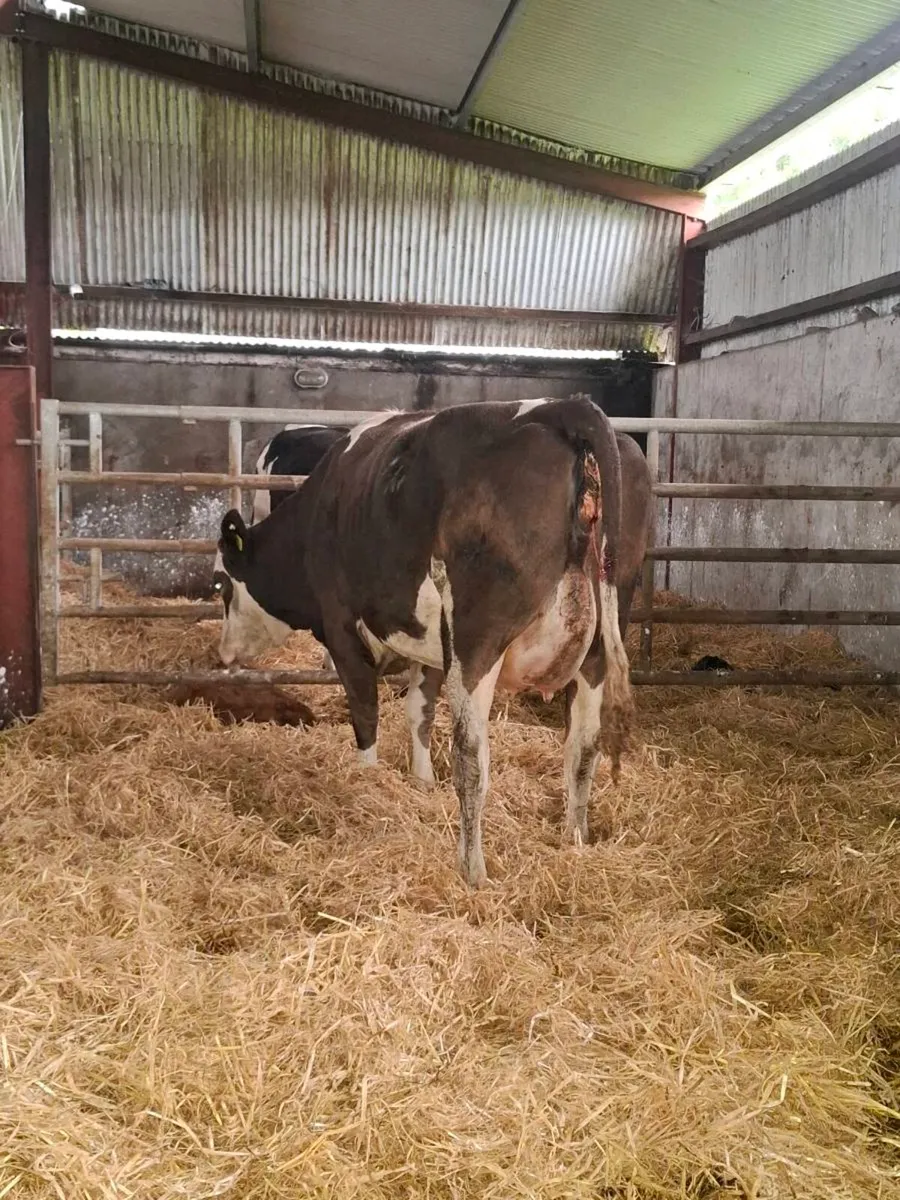2 freshly calved first calver, bull calves at foot - Image 4