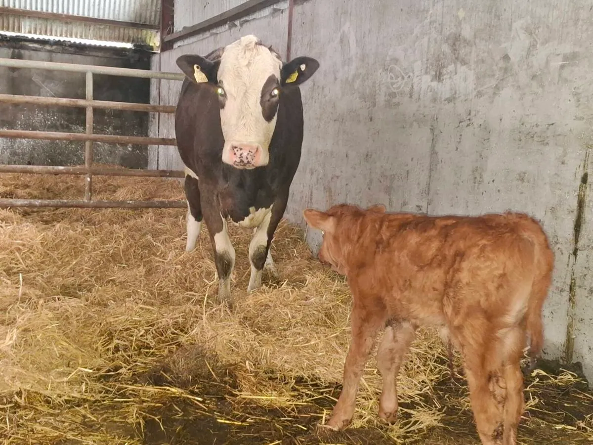 2 freshly calved first calver, bull calves at foot - Image 3