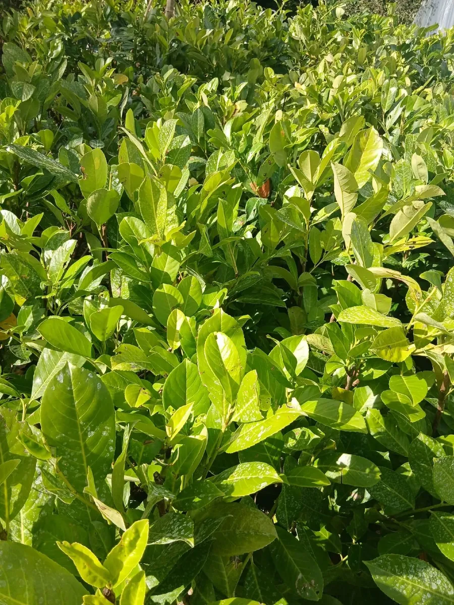 Potted Laurel Hedging €3.50 - Image 1
