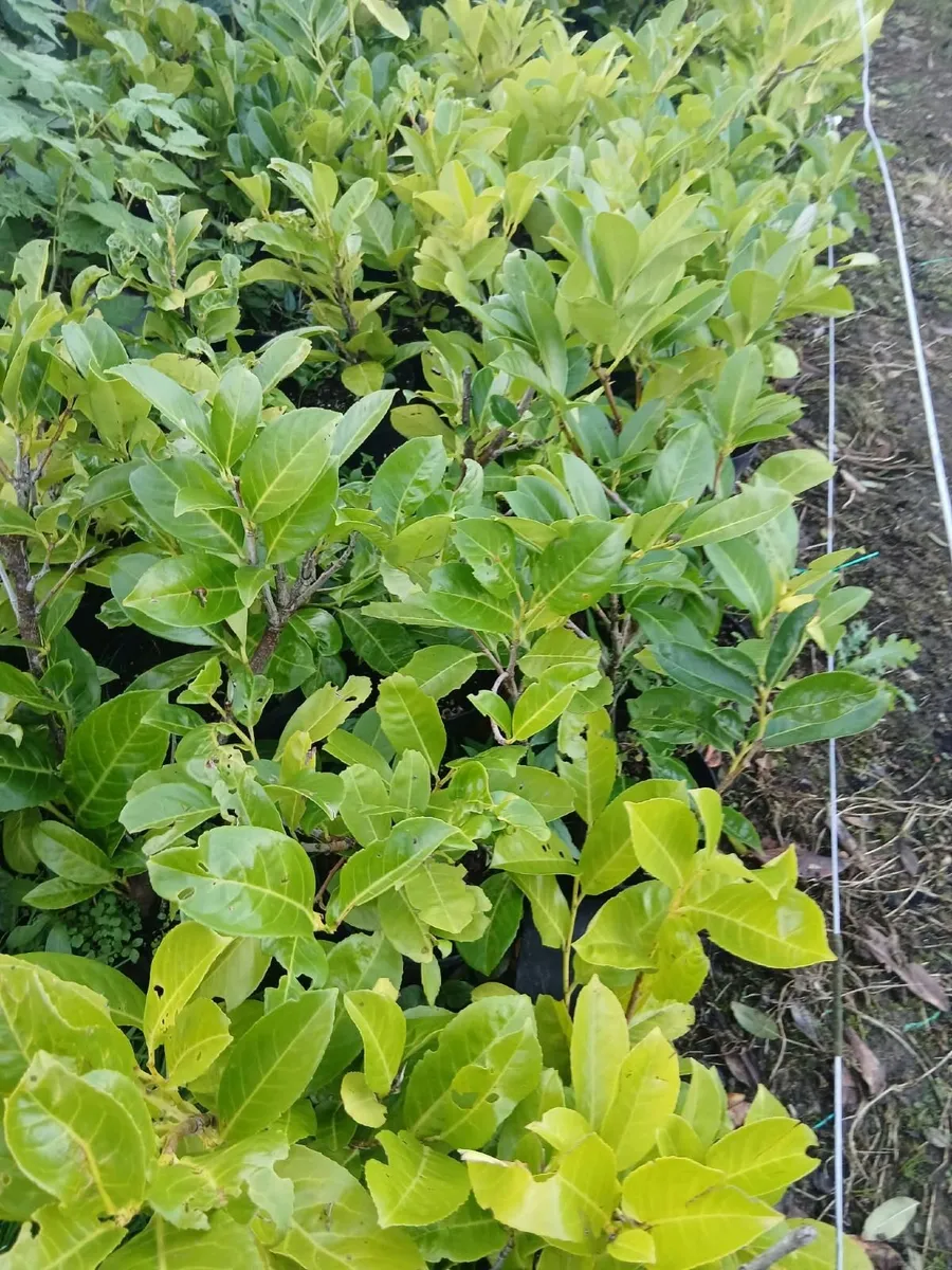 Potted Laurel Hedging €3.50 - Image 2