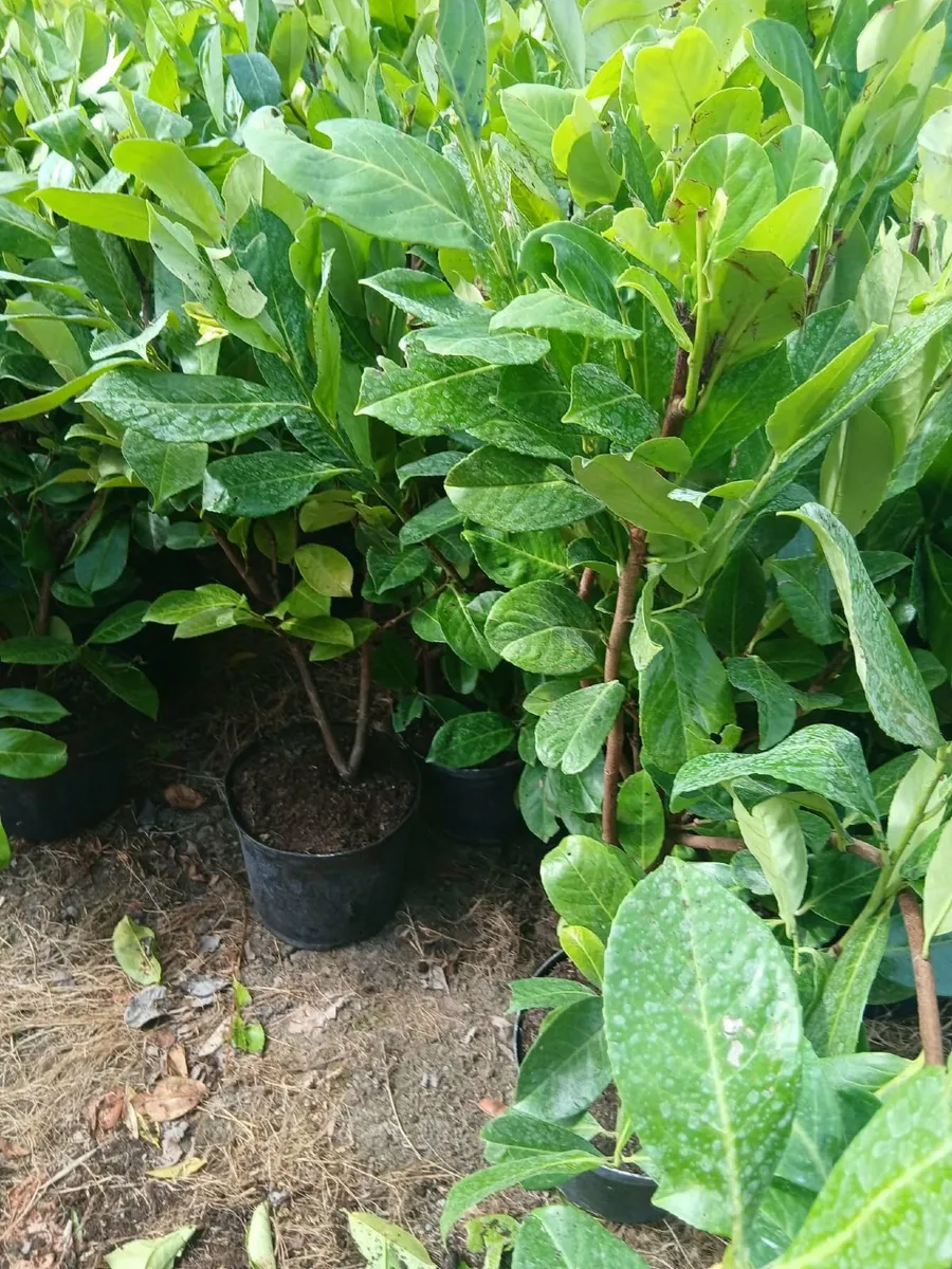 Large potted Laurel Hedging - Image 2