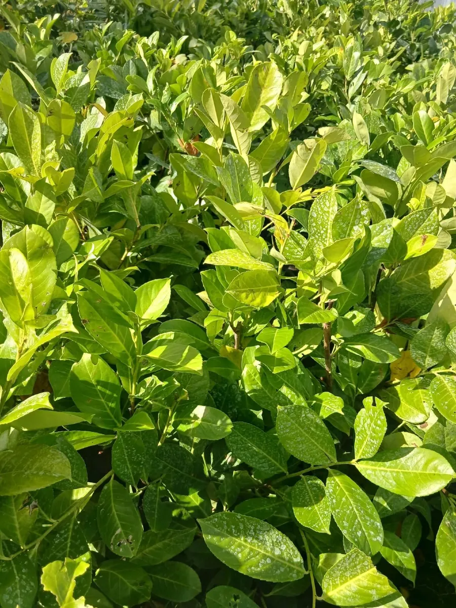 Large potted Laurel Hedging - Image 4