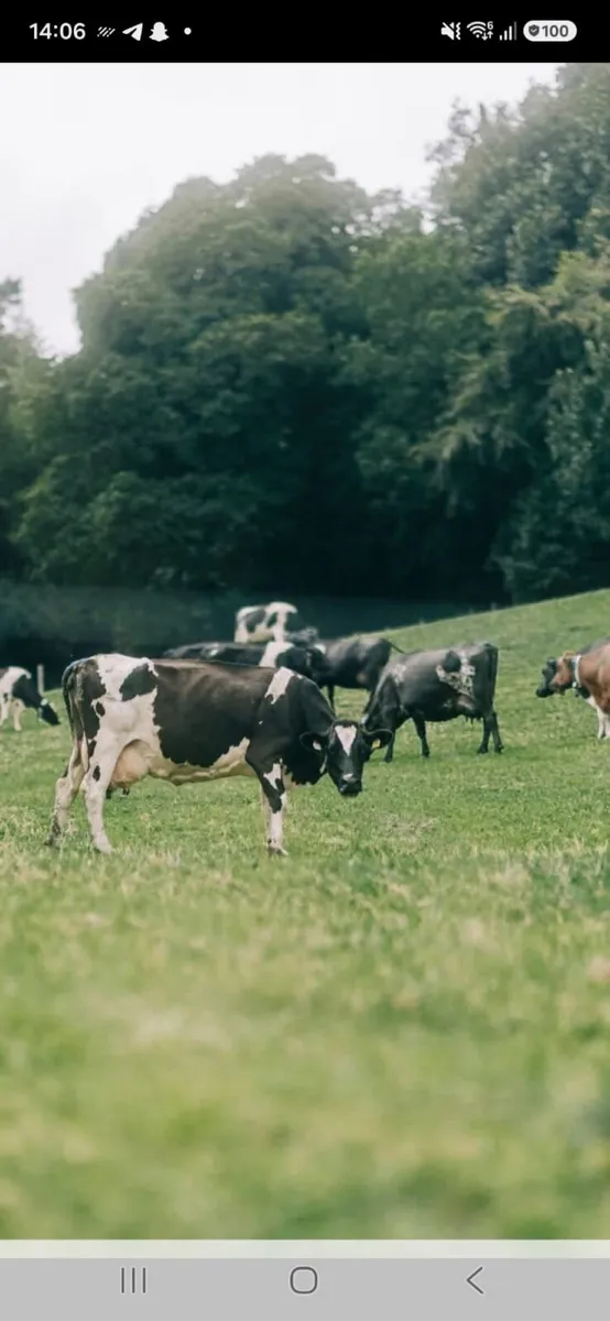 🐄🐄NEWSFLASH ! DAIRY SALE CLONES MART🐄🐄 - Image 2