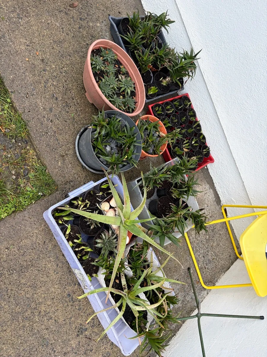 household indoor plants for sale bundle €50 - Image 1
