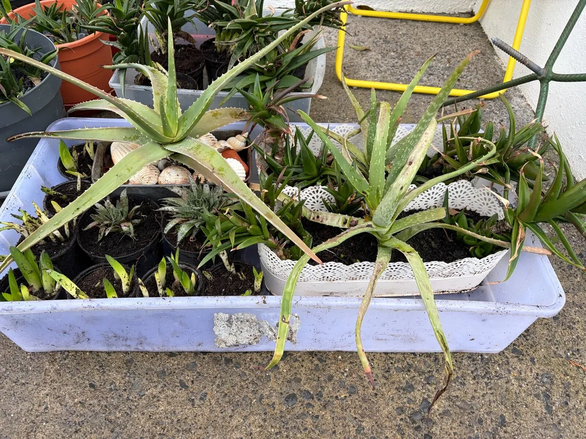household indoor plants for sale bundle €50 - Image 2