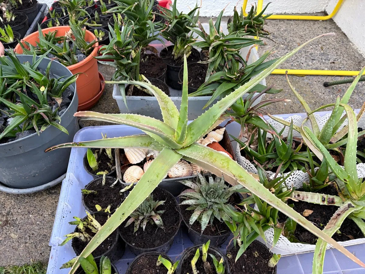 household indoor plants for sale bundle €50 - Image 3