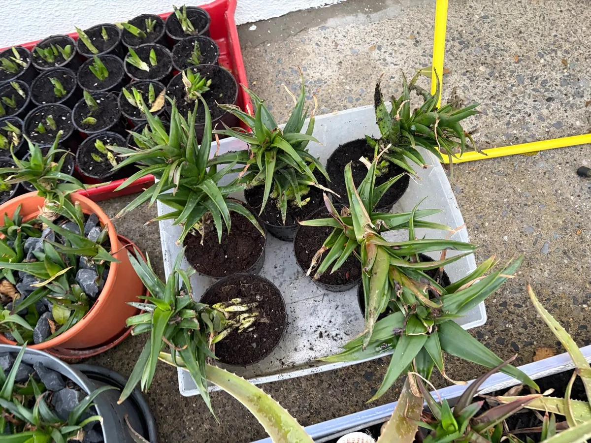 household indoor plants for sale bundle €50 - Image 4