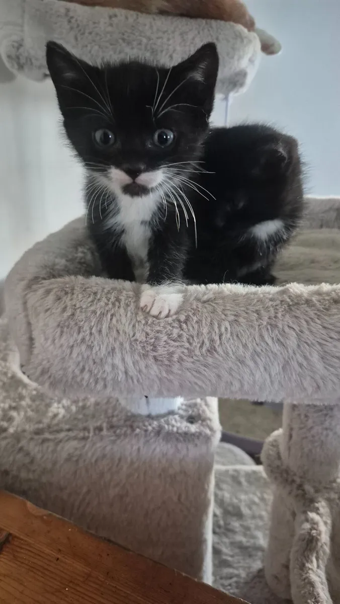 2 adorable, well-socialised kitten - Image 2