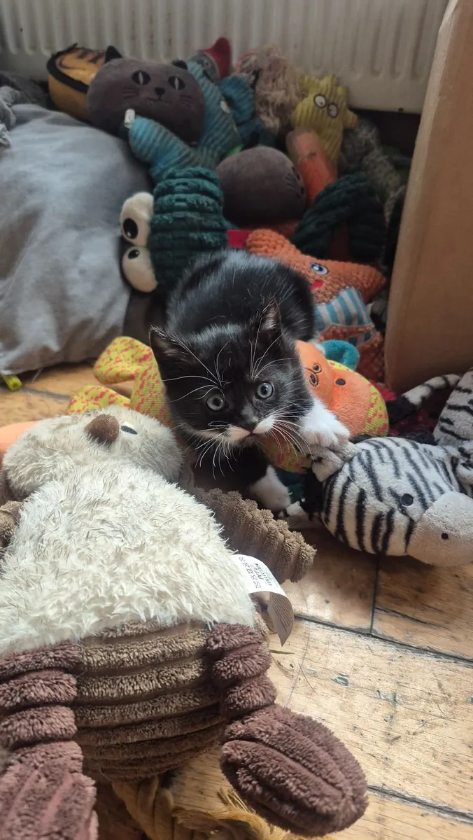2 adorable, well-socialised kitten - Image 1